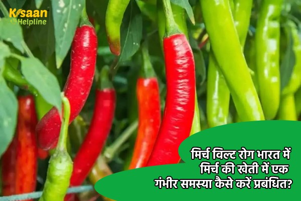 मिर्च विल्ट रोग भारत में मिर्च की खेती में एक गंभीर समस्या कैसे करें प्रबंधित?